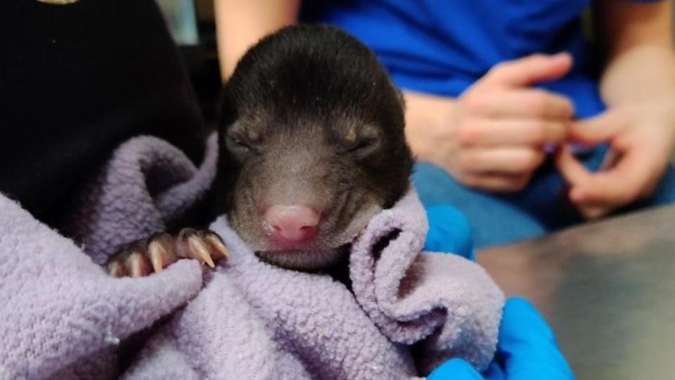 Пес принес из леса милое животное, которое оказалось опасным хищником