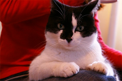 В Новосибирске выбрали кота, который откроет новый корпус НГУ