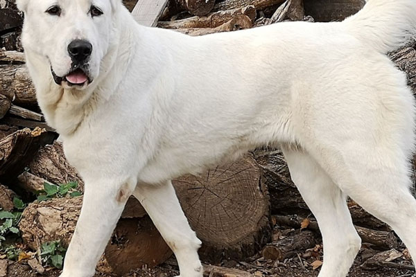 В Шатуре алабай прокопал дыру под забором и напал на шестилетнего мальчика | В Подмосковье алабай прокопал дыру под забором и накинулся на ребёнка