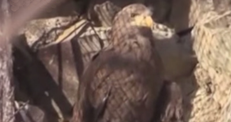 «Жена высиживает яйца, а мужик ейный летает вокруг». И это спасло уральский лес от вырубки!