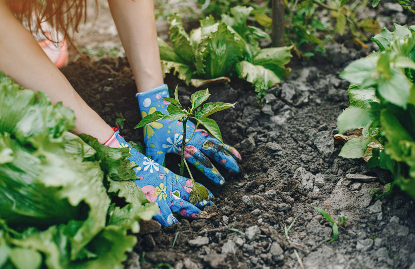 Вы сажаете огород неправильно — из-за этого теряете до 50% урожая: проверьте свои грядки