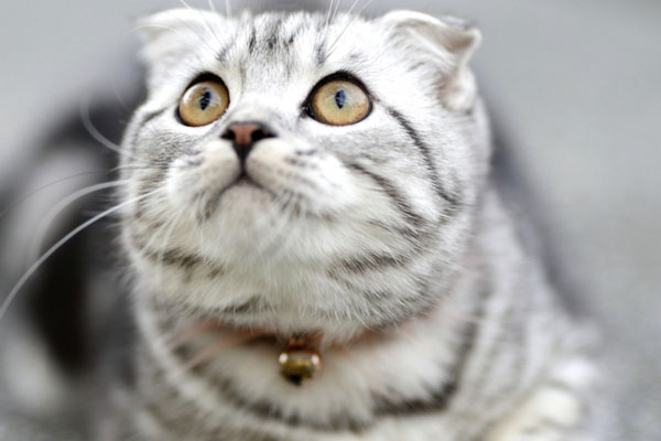 Строительная компания из Сочи решила найти кота-«новосёла» за 50 тыс. рублей | В Сочи ищут котов-«новосёлов» за 50 тыс. рублей и соцпакет