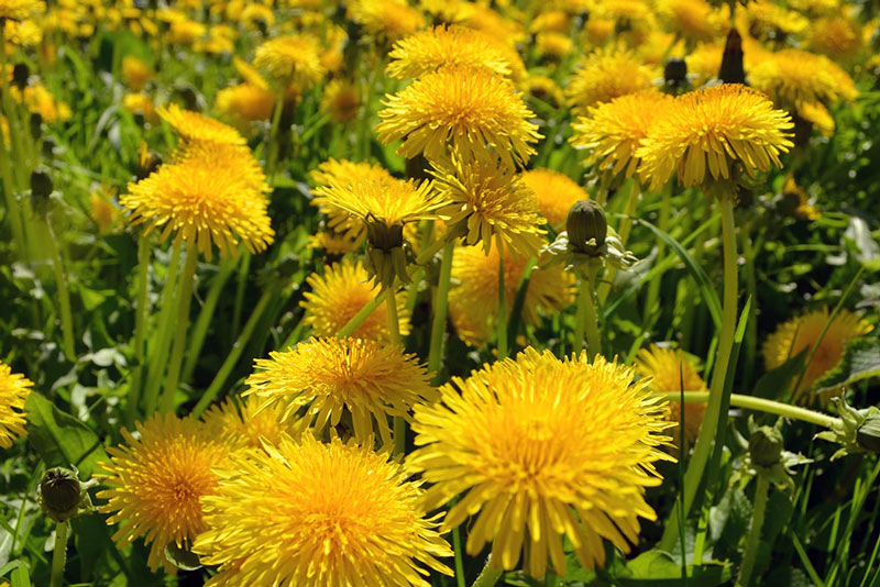 Секрет укрепления иммунитета: полезные продукты, клетчатка и правильное питание | Врач Каневская посоветовала есть одуванчики для укрепления иммунитета
