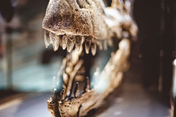 Длина обнаруженного в Англии тела ихтиозавра предположительно превышала 25 м | На западе Англии обнаружили останки крупнейшего ихтиозавра Земли