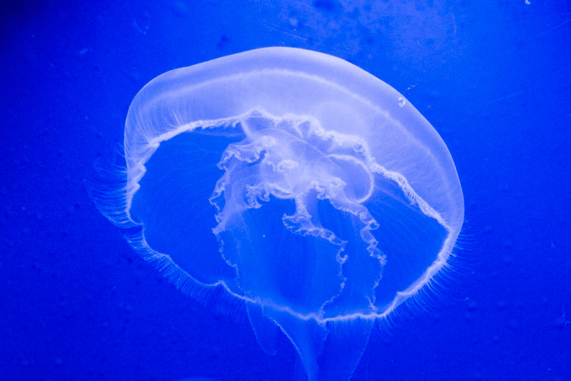 «Нас заверили, что безопасно»: россияне пострадали от «безобидных» медуз в Египте | В Египте «безопасные» медузы ужалили российских туристов