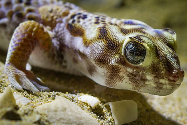 В Таиланде мужчины начали есть гекконов для повышения потенции и яркого секса | В одной из стран мужчины начали есть живых гекконов ради потенции