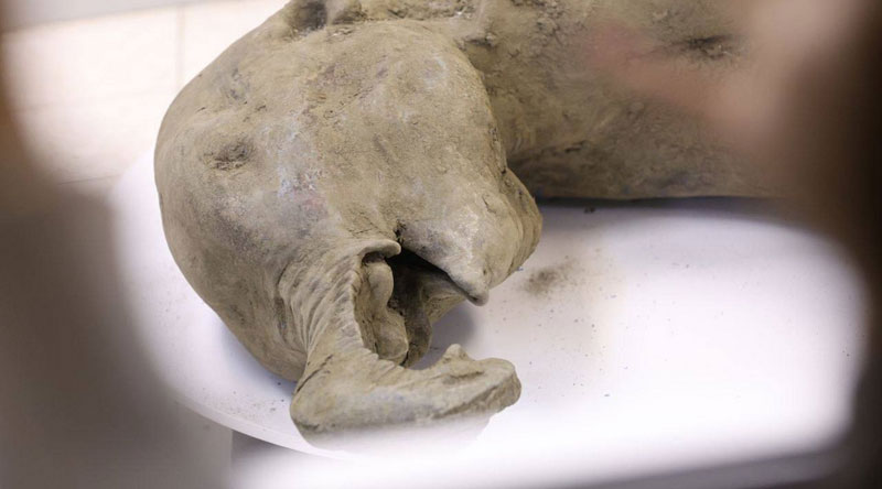 Российские и зарубежные генетики обнаружили древнюю бактерию Erysipelothrix в зубе мамонта | Учёные нашли ДНК древней бактерии в зубе мамонта возрастом 1,1 миллиона лет