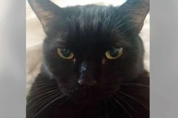 Матерящегося кота в Новосибирской области решили продать за 17 миллионов рублей | Матерящегося кота за 17 миллионов выставили на продажу в России