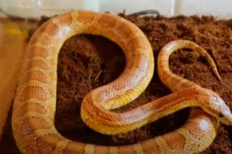 «Сюрприз в ванной: я просто бросила зубную щётку!» — Жительница Балашихи нашла маисового полоза в своей квартире | В Балашихе жительница обнаружила змею в ванной комнате