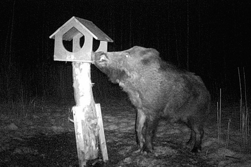 Лесной Пумба устроил ночные пиршества и испортил кормушки для птиц! | В Петербурге кабан Филимон продолжает вандалить кормушки