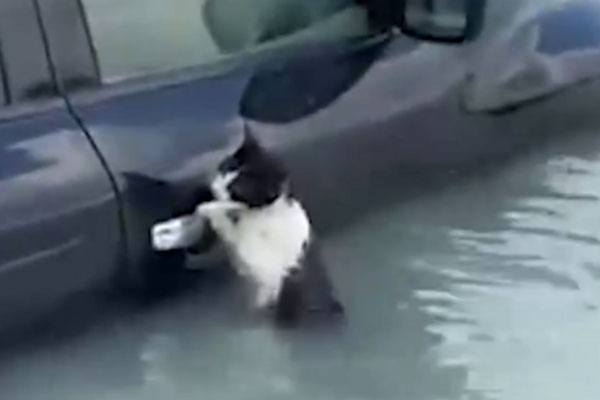 Полицейские в Дубае спасли тонущую кошку, которая зацепилась за машину | В Дубае спасли зацепившуюся за плавающую машину кошку