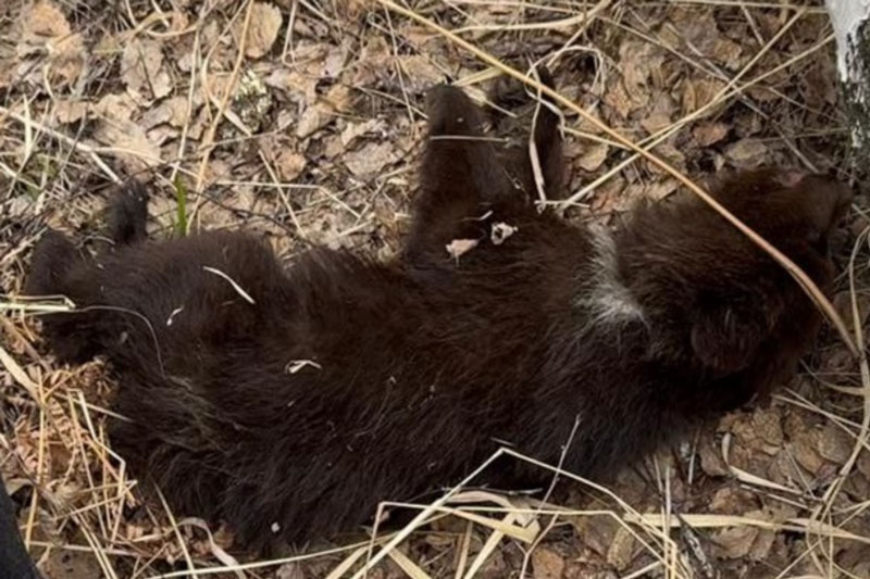 Более 50 клещей сняли с тела умирающего медвежонка волонтёры под Новосибирском | Волонтёры спасли умирающего медвежонка под Новосибирском