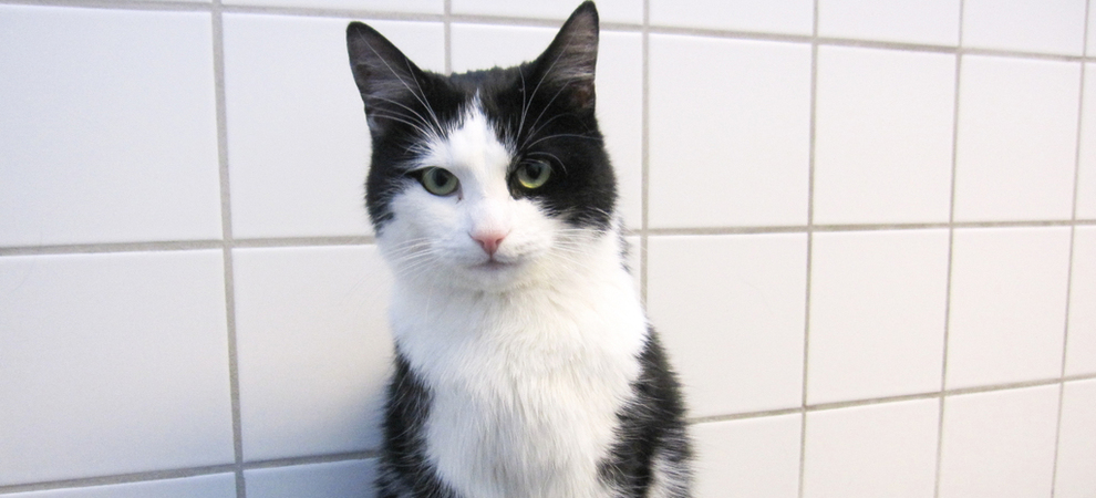 В Норвегии кот выжил после 40 минут в работающей стиральной машине