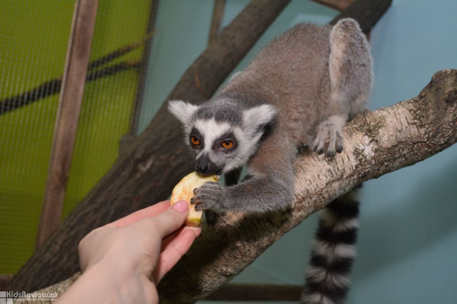 Депутаты Госдумы ненавидят не только людей, но и животных. В России запретят контактные зоопарки