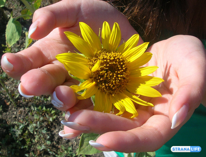 Подсолнечные поля юга России – повод для селфи и место для туалета