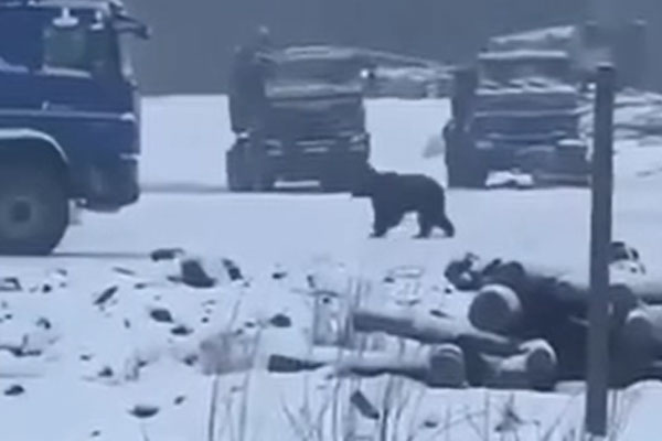 В Якутии медведь напал на вахтовиков, мужчин экстренно госпитализировали