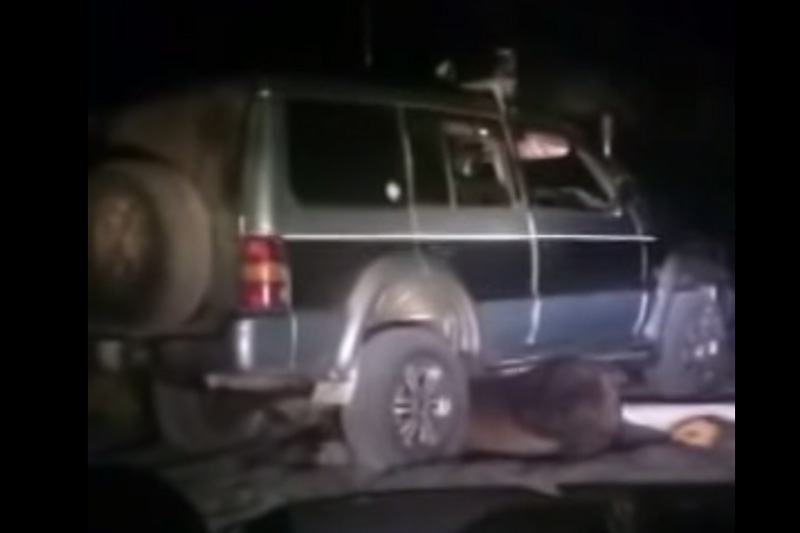 На Сахалине под суд отправили мужчину, издевавшегося над медведем