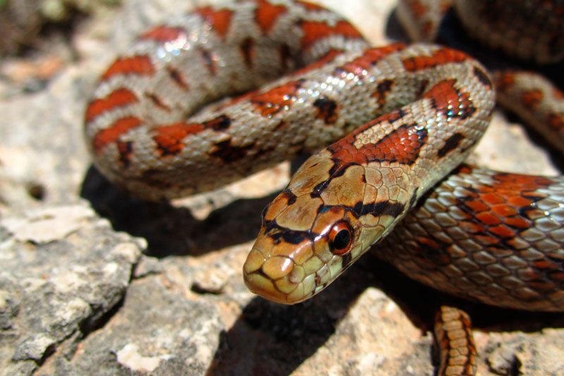 В Москве 16-летняя девушка пострадала после укуса ядовитой змеи | Ядовитая бамбуковая куфия укусила подростка в Москве