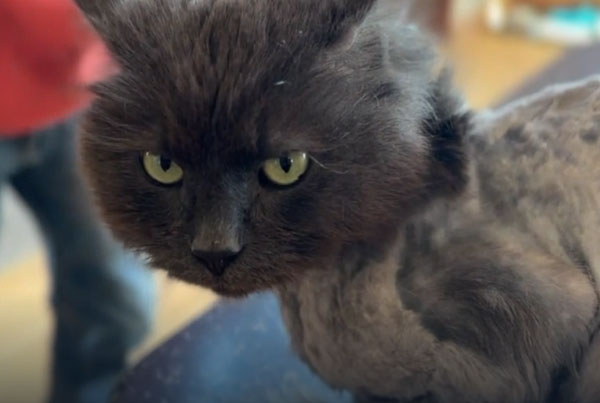 Жительница Мичигана нашла своего кота Бадди, сбежавшего от неё три года назад | Девушка нашла своего кота, сбежавшего три года назад