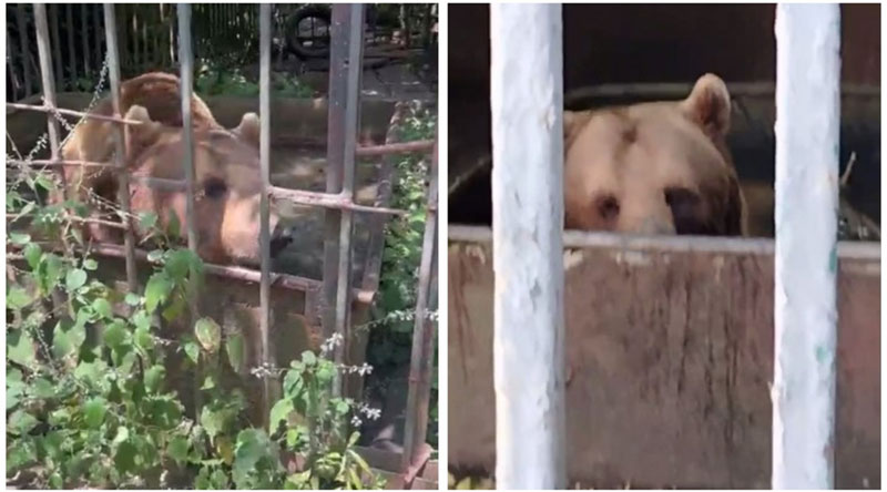 Медведь в заточении: туристы в Абхазии заступаются за беззащитное животное | Туристы разоблачили жестокое обращение с медведем в Абхазии