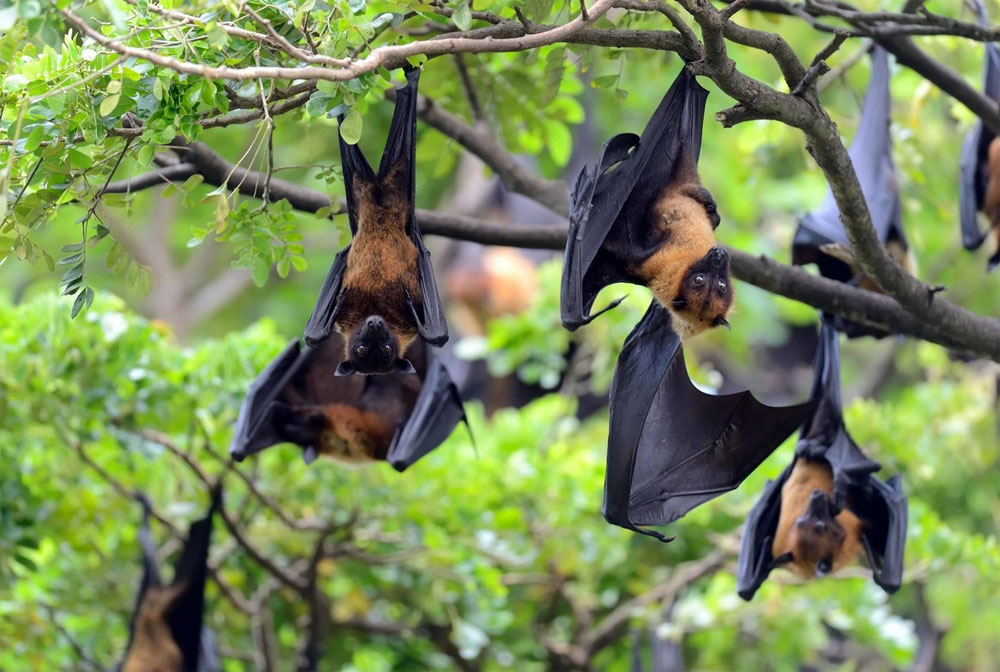 Новый смертельный вирус в Индии: что нужно знать о Нипах | В Индии зафиксировали случаи заражения вирусом Нипах