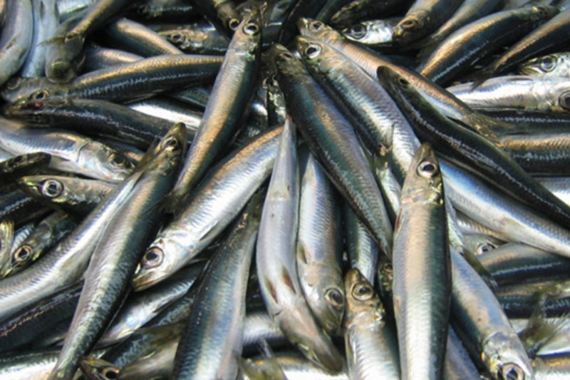 Популяция балтийской сельди значительно истощилась из-за ферм лосося в Норвегии | Балтийская селёдка скоро исчезнет: её пустили на корм лососю в Норвегии