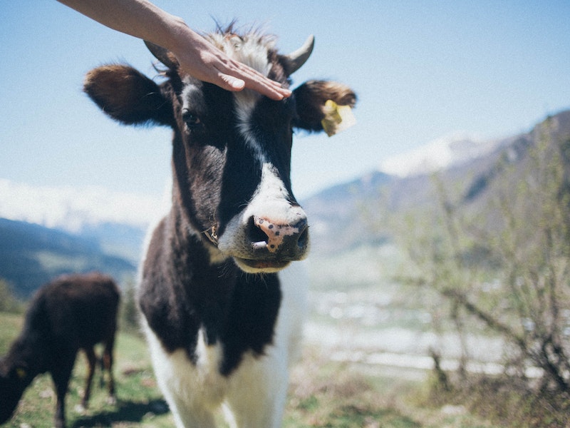 Едущих в Турцию россиян предупредили об угрозе заражения ящуром | Инфекционист Турская предупредила туристов об опасности ящура в Турции
