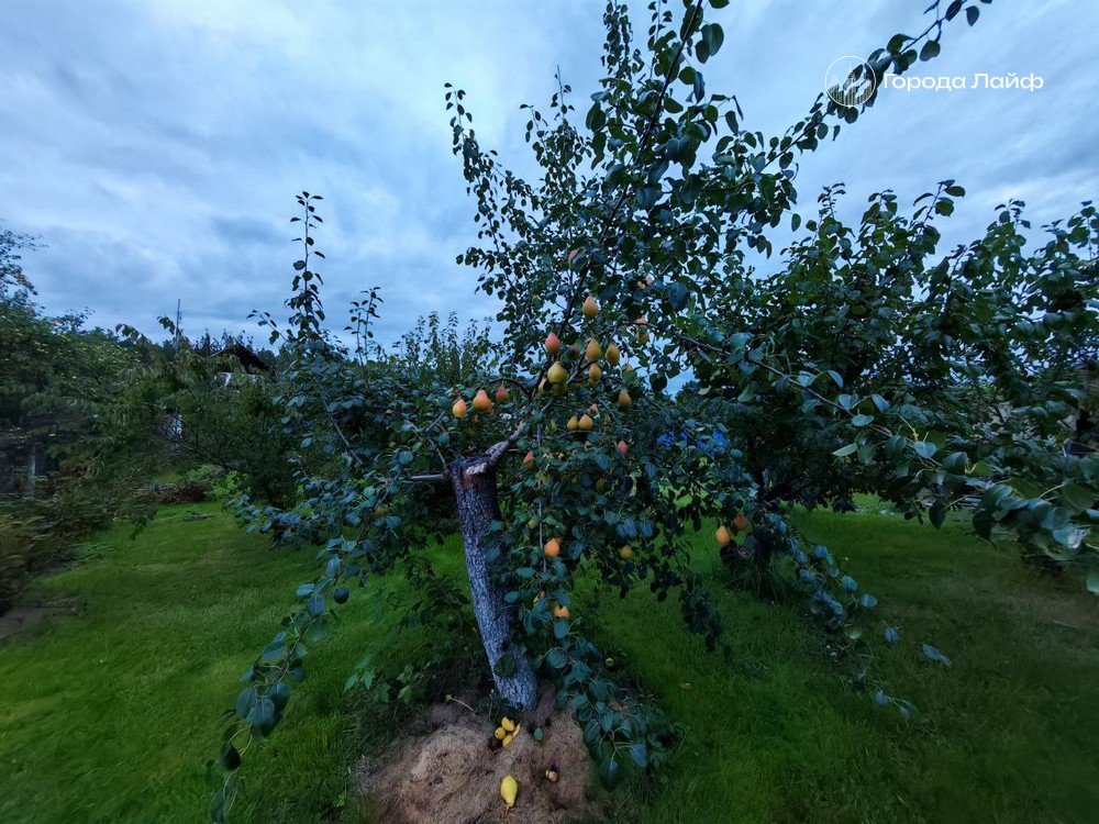 Весенняя обрезка сада: подробный гид для разных культур — сроки, правила, ошибки