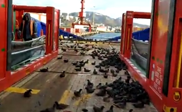 Сотни буревестников сели на палубу сахалинского судна и не могут улететь