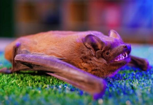 Учёные выяснили, откуда пришёл убивший миллионы летучих мышей в США грибок | Убивший миллионы летучих мышей в США грибок пришёл с территории Украины