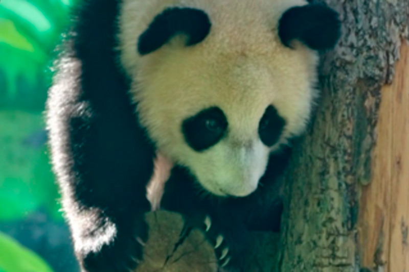 «Покорила сердца россиян»: панде Катюше из Московского зоопарка исполнился год | Панда Катюша из Московского зоопарка отметила День рождения, ей исполнился год