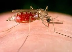 Комары атакуют регионы России из-за пандемии коронавируса