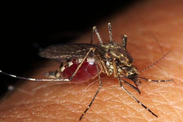 В Роспотребнадзоре сообщили о появлении лихорадки Западного Нила в России 
