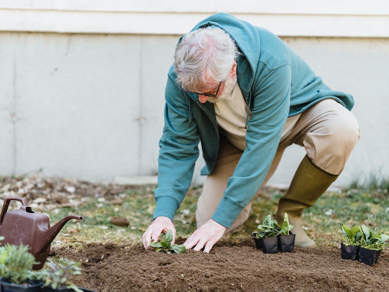 Пырей ползучий: как победить живучий сорняк раз и навсегда — 3 проверенных способа
