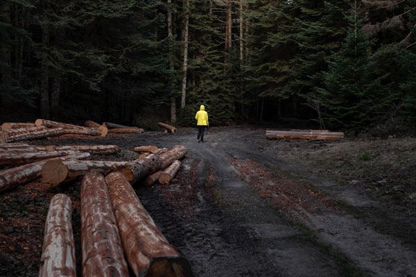 Министерство обороны предложило наделить его правом вырубать лес без разрешений
