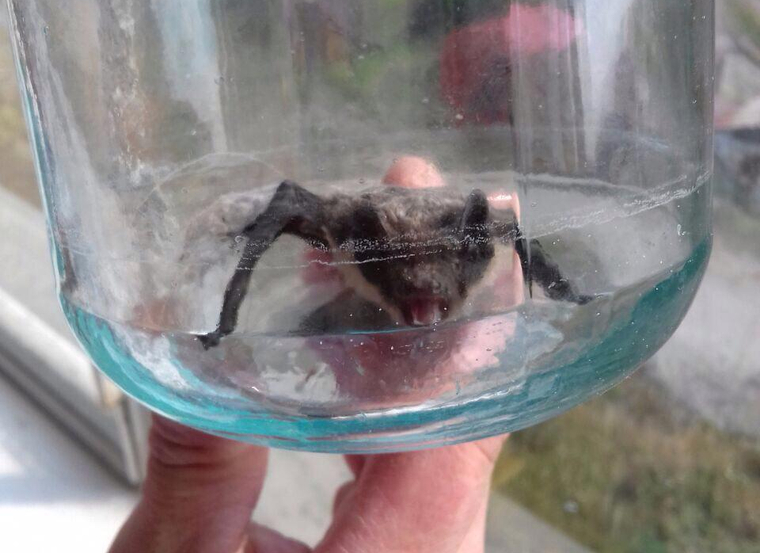 Летучие мыши выгнали уральцев из квартиры. ВИДЕО