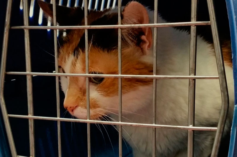 Россиян захотели штрафовать за ненадлежащее содержание животных | Депутаты ГД приняли поправки о штрафах за плохое содержание животных в I чтении