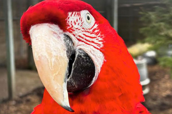 Попугаи-матершинники встали на путь исправления