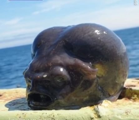 "Пришелец из глубин": улов российского рыбака стал хитом в западных газетах | Западные газеты массово сообщили о необычном улове российского рыбака