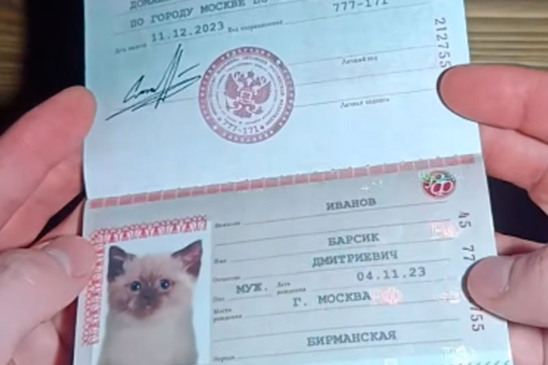 Москвич открыл паспортный стол для кошек и собак на «Авито» | Продажа фальшивых документов на «Авито»: зачем жителям Москвы "паспорт" для питомцев?