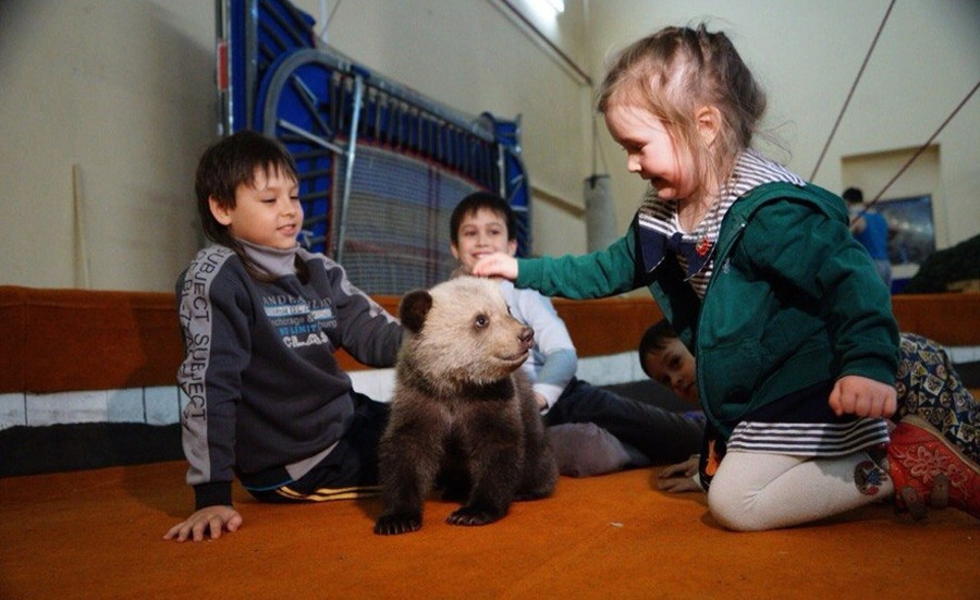 Двое мохнатых из леса получили в екатеринбургском цирке имена – Мара и Фила. В честь кого назвали медведей?