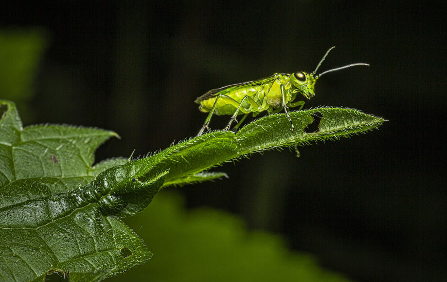 Где ждать нашествия саранчи в 2026 году: карта самых уязвимых регионов России | В ряде регионов России ожидают рост численности саранчи