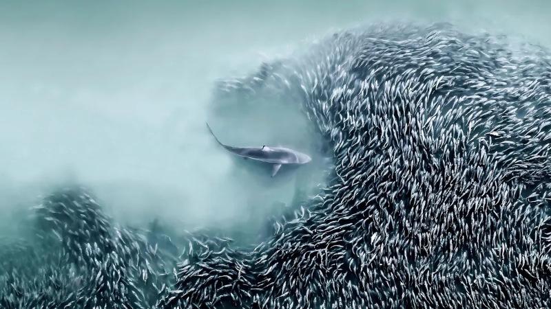 Фотограф из США получила главную награду международного конкурса за снимок акулы, сделанный с дрона   | Объявлены победители премии International Aerial Photographer of the Year Awards 2025  