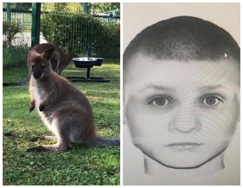 Карлик задержан по делу о хищении кенгуру из российских зоопарков — одно животное погибло | Похитителем кенгурят из российских зоопарков оказался карлик — его задержали