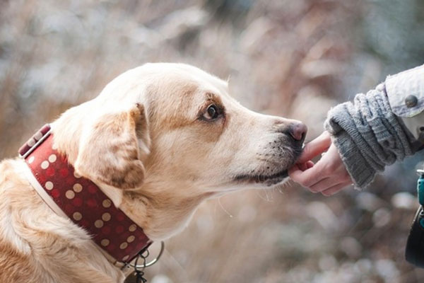 В Госдуме призвали запретить электрошоковые ошейники для собак | Депутаты партии «Новые люди» призвали запретить электроошейники для собак