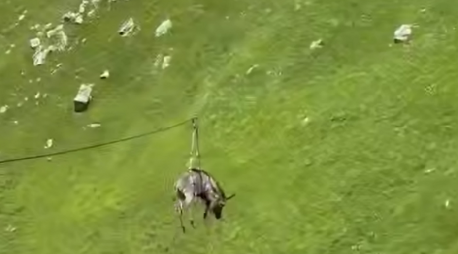 Скандал в Дагестане: Хозяин отправил осла на зиплайн, и теперь возникает вопрос о жестоком обращении | В Дагестане осёл прокатился на зиплайне и спровоцировал споры в Сети