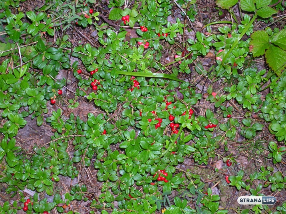 От Урала до Дальнего Востока. Россияне массово запасают, покупают и перепродают бруснику и клюкву