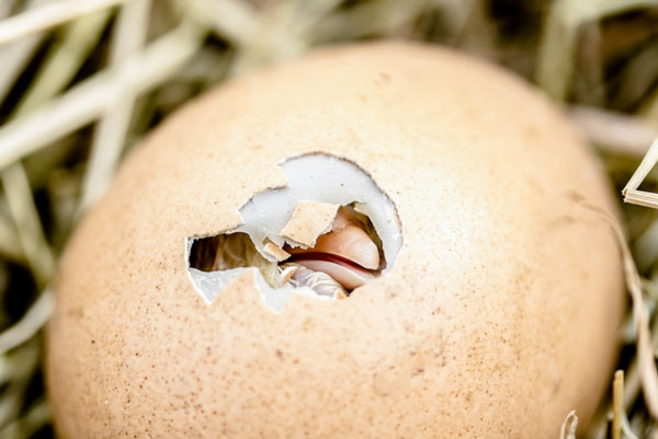 Отравленные яйца: диетолог рассказала об опасных красителях на Пасху | Диетолог Соломатина: окрашенные фломастерами яйца на Пасху могут быть ядовиты