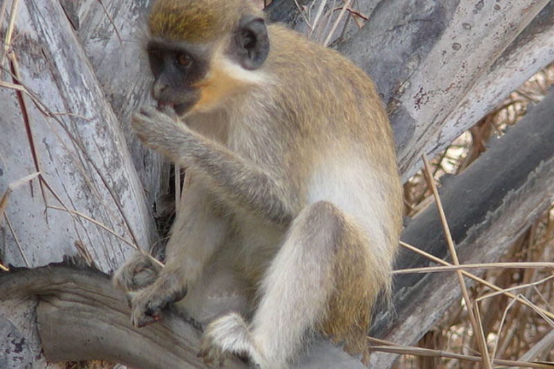 Пьяная мартышка: обезбашенная история с опьяневшей обезьяной Гариком. Видео | Обезьяна под воздействием виски напала на людей в Комсомольске-на-Амуре