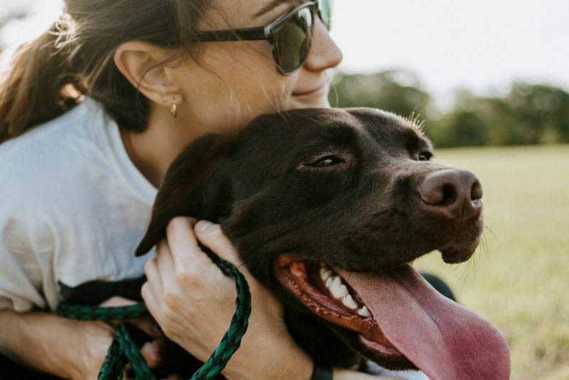 В России появились аферисты, вымогающие деньги угрозами изъять домашних животных | Россиян предупредили о мошенниках, угрожающих забрать домашних животных